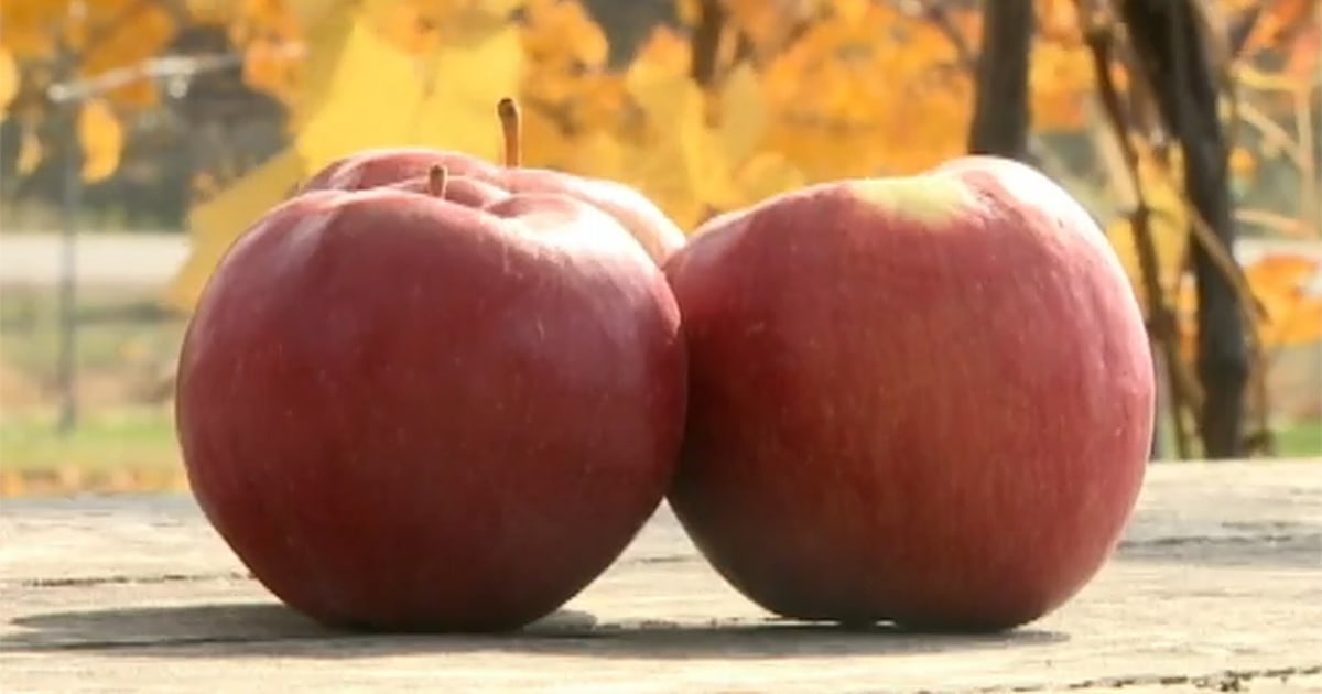 King &amp; Prince - りんご プリンス（PRINCE） ＜ りんご：旬の果物百科